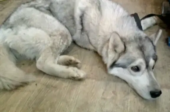 Пропала собака в Отрожке, Воронеж