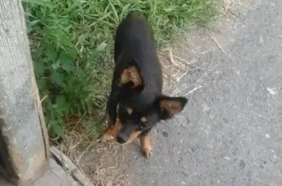 Пропала собака на ул. Труда в Шадринске