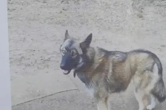 Пропала собака Лиса на дачах Байканур, Московская область