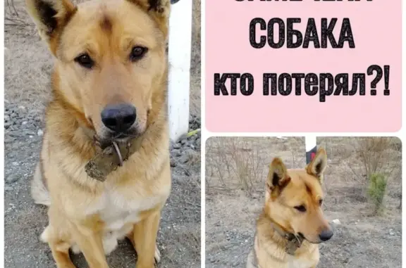Найден потерявшийся пес в Качканаре
