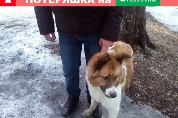 Пропала собака в поселке Ласьва, Пермский край