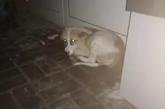 Потерянные животные Липецк, фото: Пропала собака около ТРЦ Ривьера в Липецке