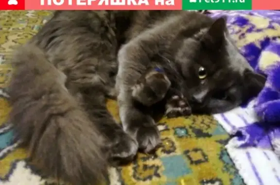 Пропал кот Люцифер на ПМК, Сергиев Посад.