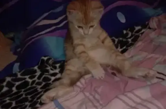 Собаки потеряшки, Тверь, фото: Потеряшка собака на ул. Московская, Гагарина, Тверь