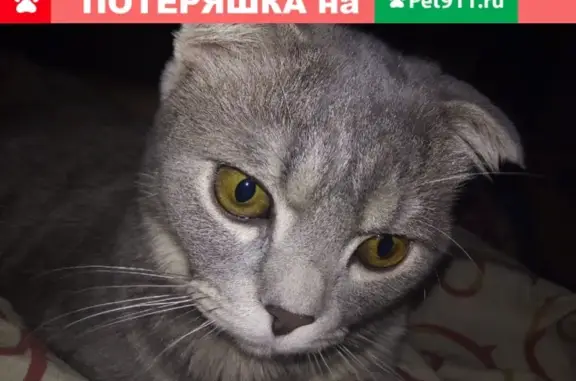 Пропал кот в микрорайоне Королёва, Старый Оскол