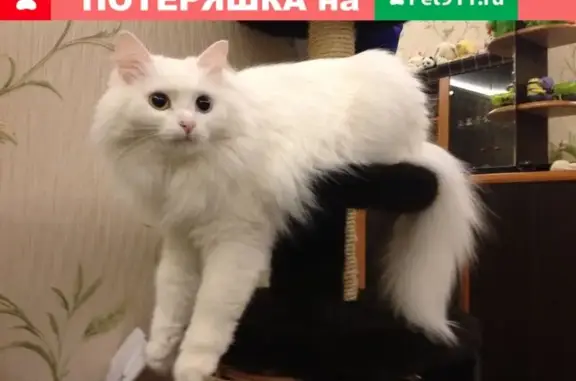 Потерянные животные Москва, фото: Пропала кошка Молли в Мытищах, вознаграждение!