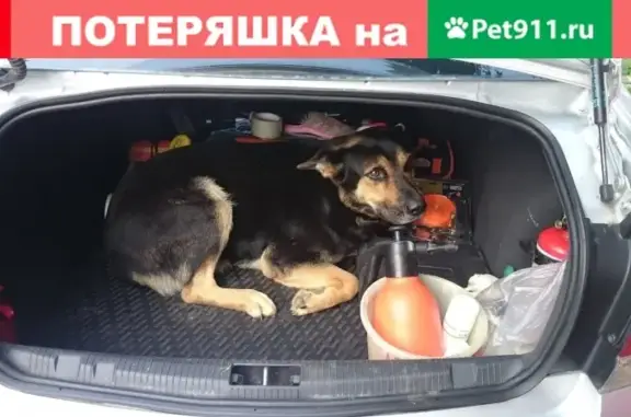 Пропала собака Гретта в Дьяково, Московская обл.