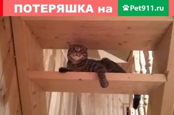 Кошки потеряшки, Новосибирск, фото: Потеряшка кошка Бася на улице Ю. Смирнова, Новосибирск.