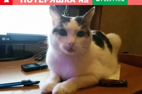 Пропала кошка на улице Васенко, 10