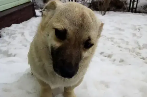 Пропала собака Стеша в Томилино, Московская область