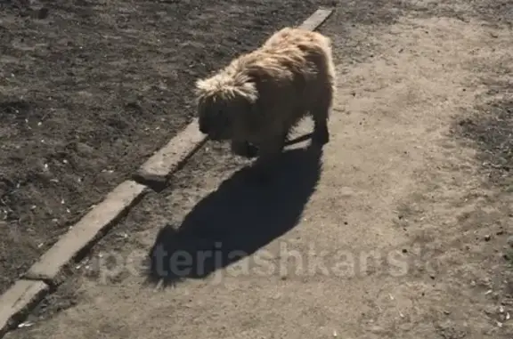 Пропала собака в Новосибирске, нужна помощь!