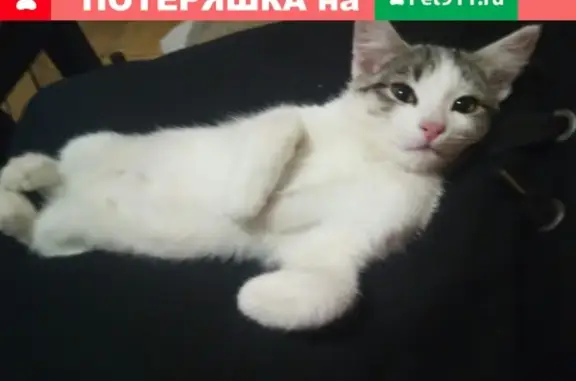 Пропала кошка в Электростали на ул. Комсомольской