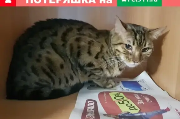Пропала кошка в Петропавловске-Камчатском на 25-26 км старой трассы