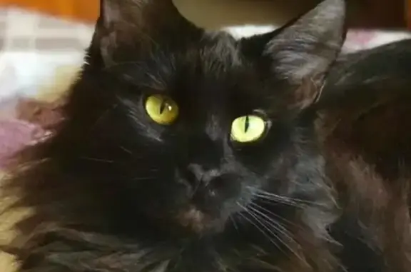 Пропала чёрная кошка в Бирюлево-Восточном, Москва