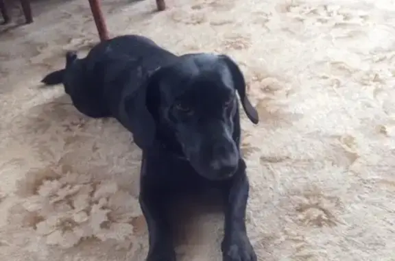 Найдена ухоженная собака в Дзержинске