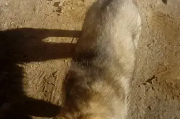 Найдена собака в Старых Псарьках, Ногинский р-он