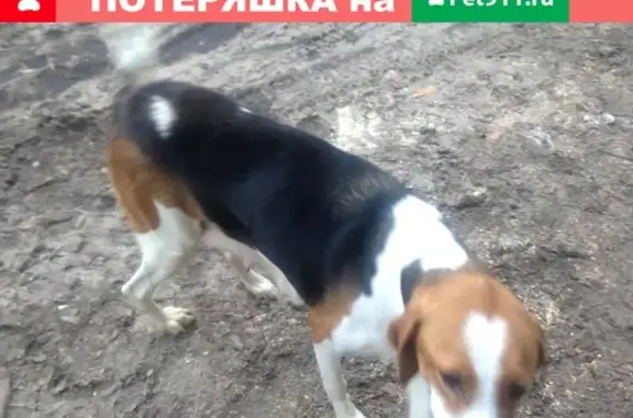 Найдена собака в деревне Лужки, Московская область