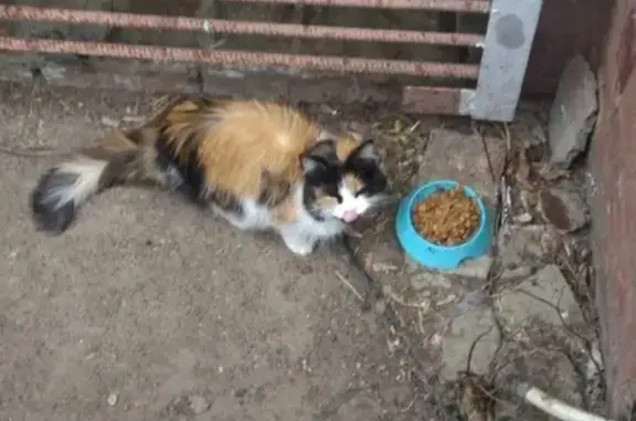 Найдена кошка в Рязанском районе г. Москва