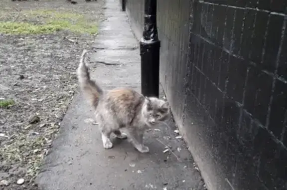 Найдена кошка в Бирюлево-Восточном районе Москвы