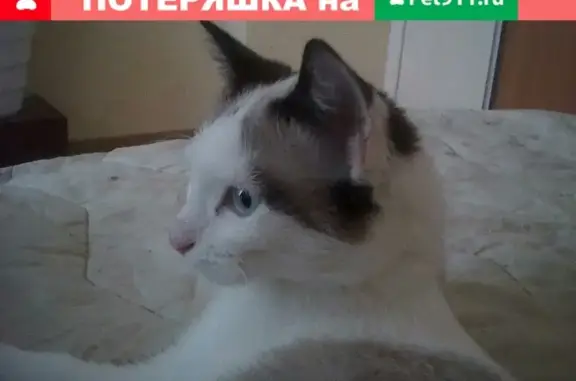 Пропал кот на пр. Дзержинского в Кирово-Чепецке