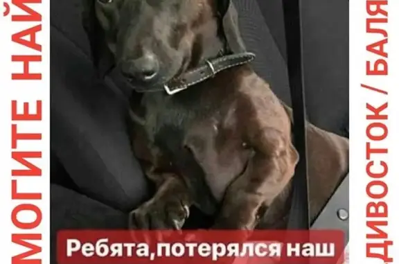 Пропала собака на улице Баляева, Владивосток