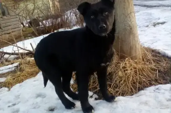 Пропала собака в Великом Новгород, район Новая Мельница.