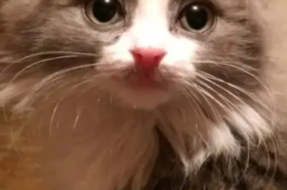 Кошки потеряшки, Песчанокопское, фото: Потеряшка кошка на ул. Энгельса 9, Песчанокопское, Ростовская область