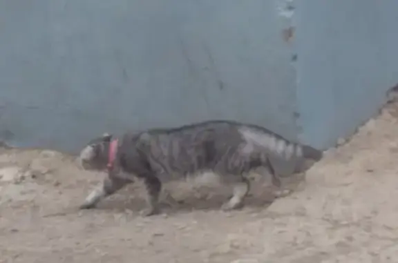Потеряшка кошка на ул. Ленина, Альметьевск