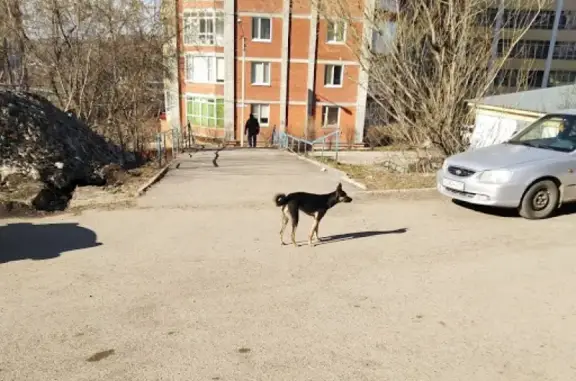 Найдена собака в Томске, нужна помощь!