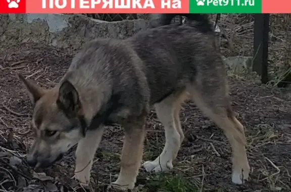 Собаки потеряшки, Калининград, фото: Потеряшка серый щенок возле снт 