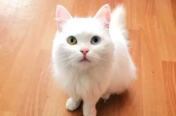 Найдена белая кошка в Оренбурге