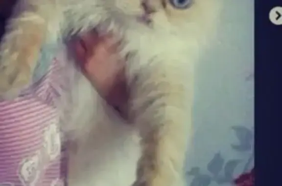 Пропал персидский кот Маркиз в Новосибирской области, с левой стороны изо рта торчит клык