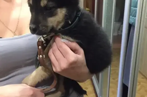 Найден щенок в Рязани, у магазина Магнит, Зубковой-17