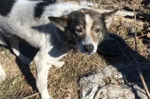Найдена собака с раной на лапе и животе в Кемерово