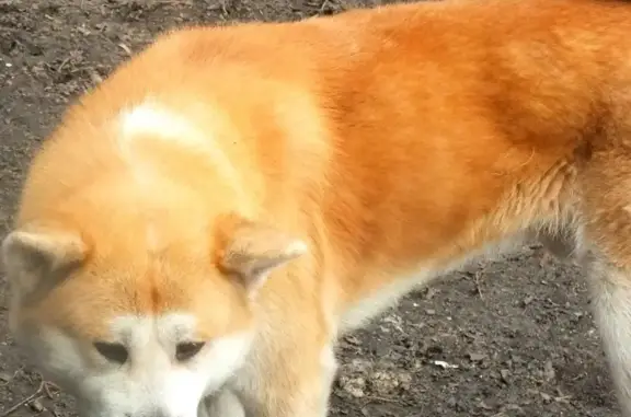 Пропала собака Никко в Пушкино, Московская область
