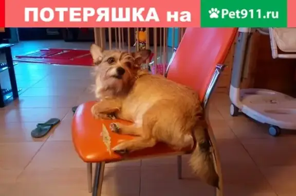 Пропала собака Казимир из СНТ Кукшево, Московская область