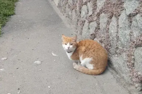 Найдена кошка на Камышовой улице, СПб