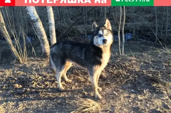 Пропала собака Хаски в д. Матокса, Ленобласть.