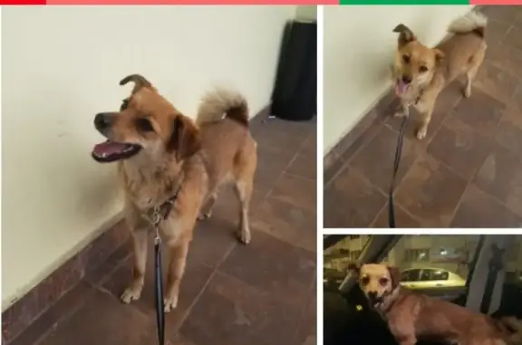 Найдена домашняя собака в Зеленораде, ищем хозяев