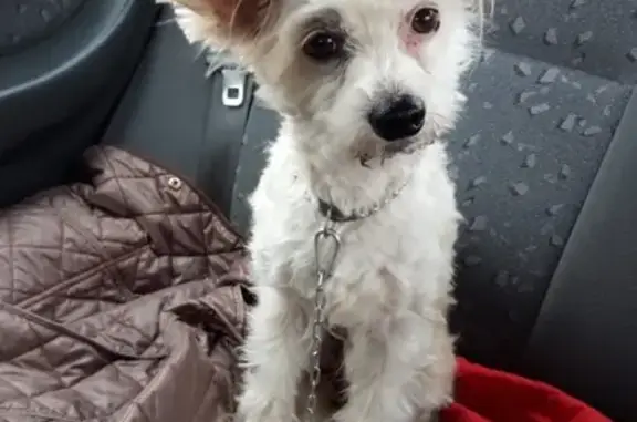 Найдена собака на трассе в Липецке