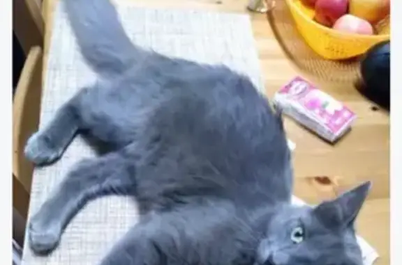 Потерянные животные Москва, фото: Пропала кошка Чук, Москва.