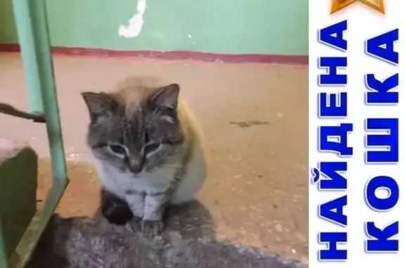 Найдена кошка на Нижегородской улице