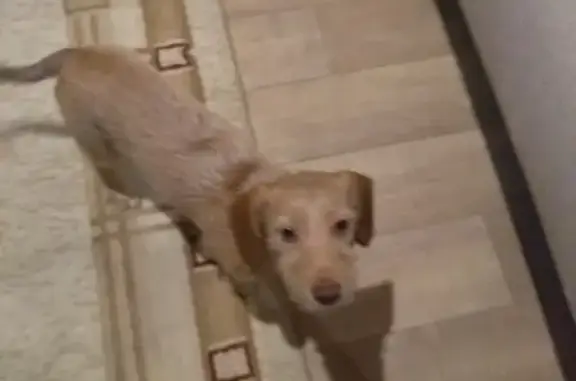 Найдена собака в Березовском, Свердловская область