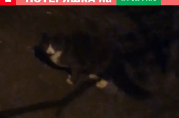 Найдена кошка на улице Чекистов, Калининград