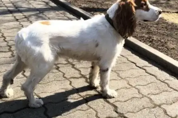 Потерянная породистая собака во Владивостоке на ул. Чапаева