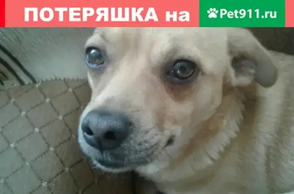 Пропала собака Кеша в Прилеповке, Рославль