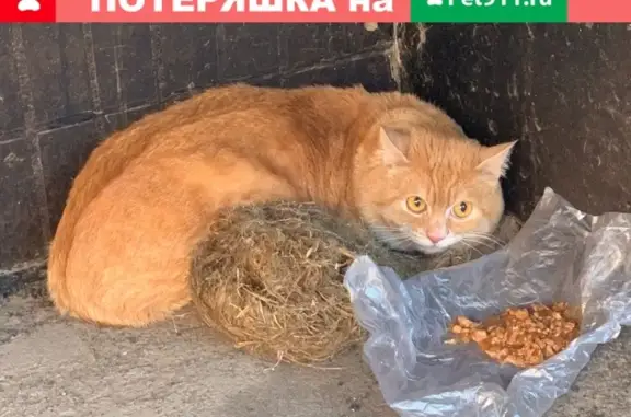 Найдена кошка на Салтыковской улице