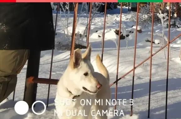 Собаки потеряшки, Ольховка, фото: Потеряшка собака Снежик в Ольховке, Пермский край.