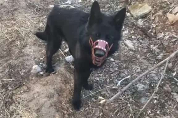 Найдена собака в Перми, ищем хозяина