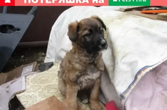 Пропала собака в Таганроге, улица Чехова